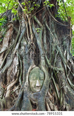 Head of Sandstone Buddha in The Tree Roots at Wat Mahathat, Ayutthaya, Thailand