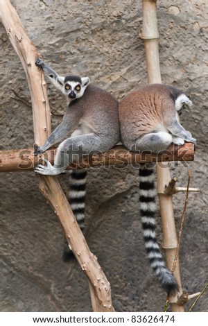 Two Ring-Tailed Lemur