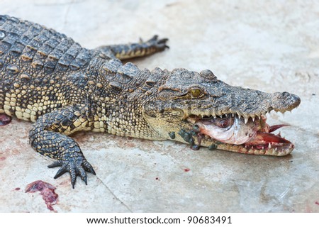 Crocodile Eating Fish Stock Photo 90683491 : Shutterstock