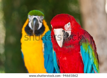 A couple of beautiful macaws