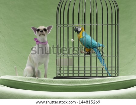 Cute chihuahua dog and parrot in steel cage on chair