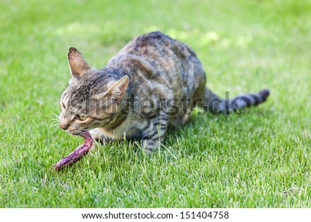 Cat eating fish on green grass
