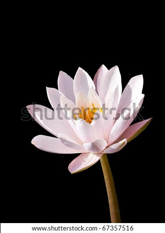 isolated: lotus on black background
