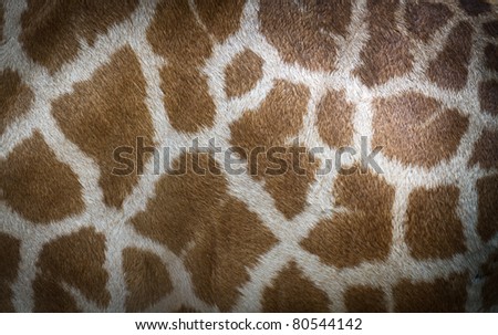 genuine leather skin of giraffe