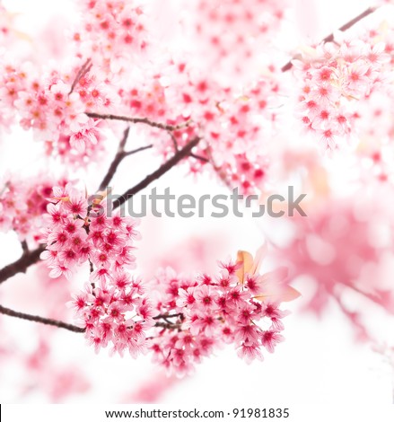 Spring cherry blossoms on pink background