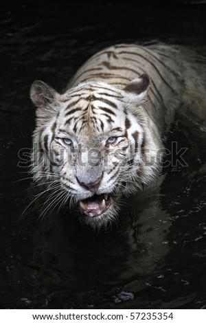 White tigers are a kind of tiger whose fur is white or almost white.