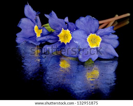 blue primula flowers on a black background with water drops