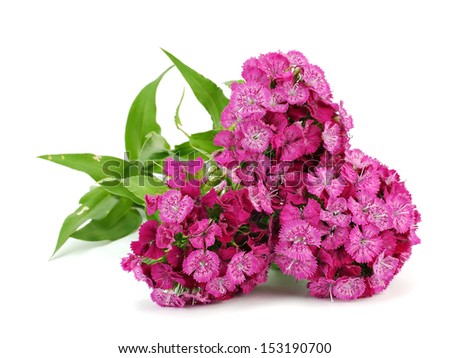 Pink flowers of Dianthus barbatus - Sweet William on a white background