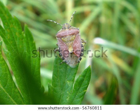 bug on the leaf