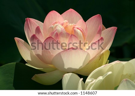 A nicely backlit Lotus blossom demonstrating its subtle pink and white coloring.