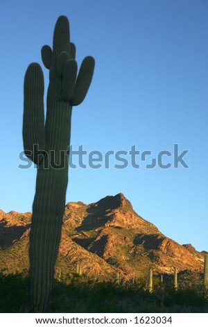 A saguaro cactus stands guard over the sunrise in Organ Pipe Cactus National Park.