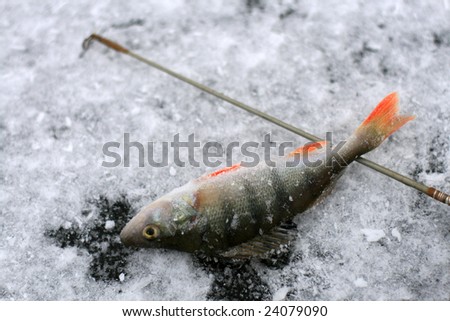ice fishing rod and perch