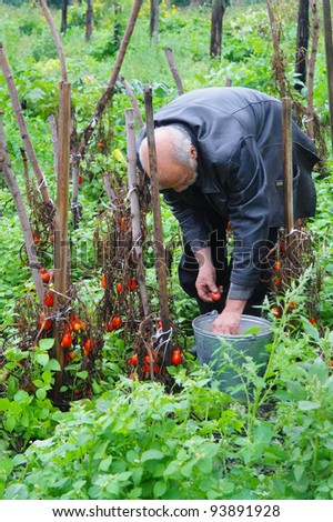An elderly man in the garden harvests of tomatoes, Tambov region, Russia
