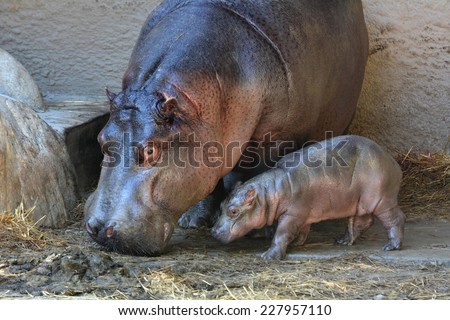 LOS ANGELES, CA - NOVEMBER 3, 2014: Profile of a four day old hippopotamus standing next to its mother at the Los Angeles Zoo on November 3, 2014. The calf was born at the zoo on October 31, 2014.