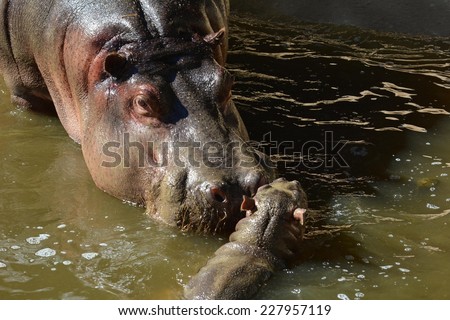 LOS ANGELES, CA - NOVEMBER 3, 2014: A four day old hippopotamus swims under the watchful eyes of its mother at the Los Angeles Zoo on November 3, 2014. The calf was born on October 31, 2014.