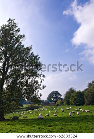 sheep meadow in the UK with farm buildings in the background