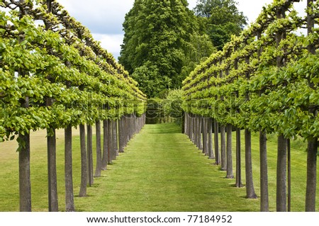 trained rows of lime tree, tilia euchlora in a formal garden