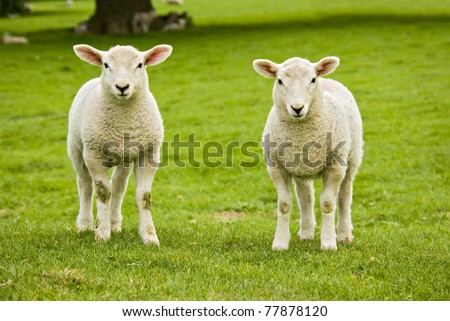 twin spring welsh lambs looking directly into the camera in a nice green rural meadow