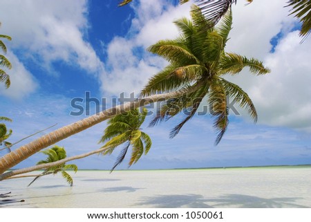tropical beach scene-hanging palm trees above lagoon-pacific,pacivic