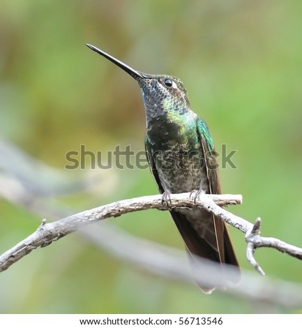 Magnificent hummingbird at Miller Canyon,Huachuca Mountains,AZ,USA.