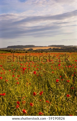 Summer poppies, Nr Wimborne, Dorset, UK