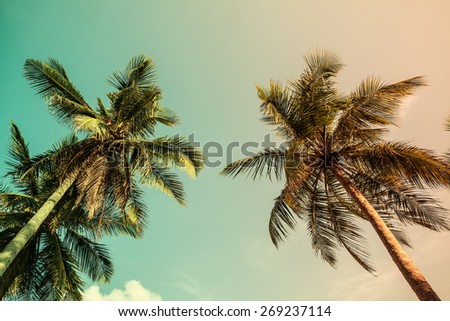 Palm tree, Vintage light leak filter effect