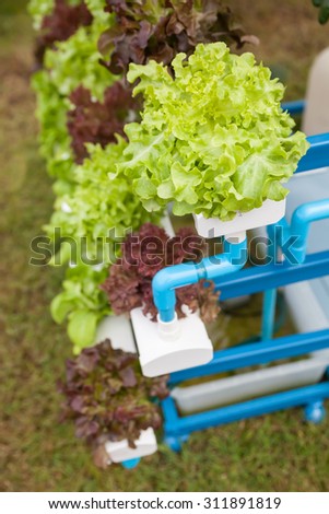 Hydroponics method of growing plants in water without soil.