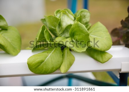 Hydroponics method of growing plants in water without soil.