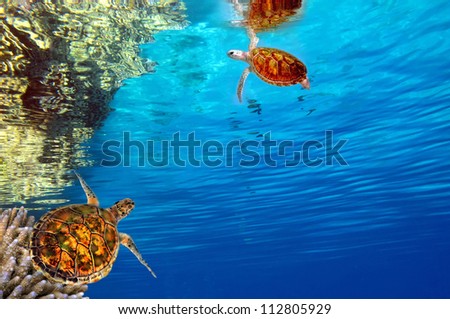 Green turtle underwater. Reflection on surface