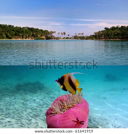 Tropical paradise and corals on a reef top, Koh Cahg island, Thailand