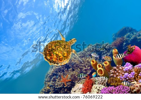 Tube Coral and turtle. shot in the Red Sea