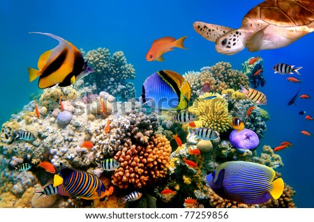 Photo of a tropical fish and turtle on a coral reef