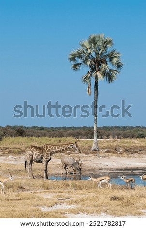 Similar – Foto Bild Zwei Giraffen im Etoscha-Nationalpark, Namibia