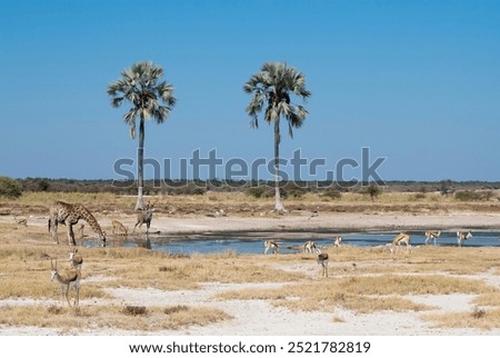 Similar – Foto Bild Zwei Giraffen im Etoscha-Nationalpark, Namibia