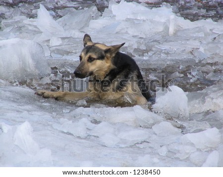Dog fallen under ice