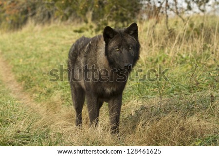 Black Wolf on Trail