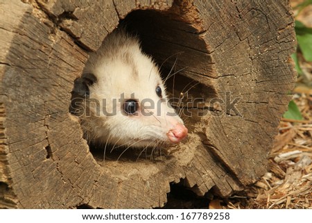 Opossum peeking out of a log