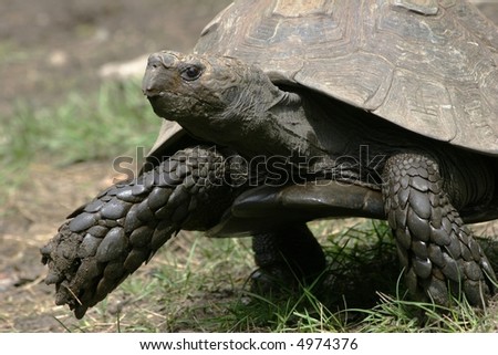 Tortoise taking a walk