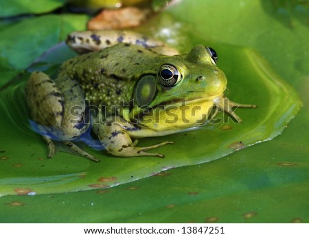 Frog On A Lily Pad Stock Photo 13847251 : Shutterstock