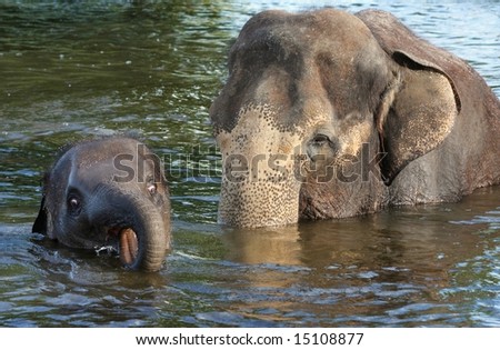 Mom Elephant with Calf