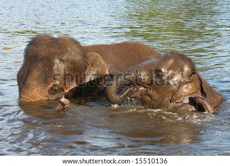Mom and Baby Elephant Playing in Water