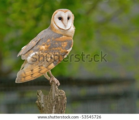Perched Barn Owl