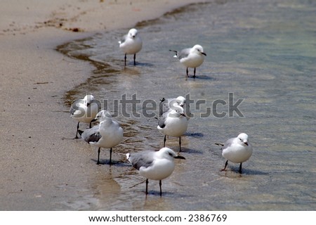 Some gulls in the side sea (inside of the sea)