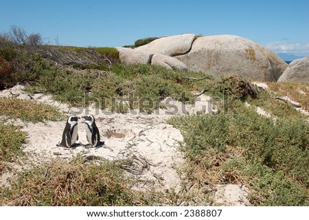 Two penguins at Foxy beach, Cape Town, South Africa. Tropical animal