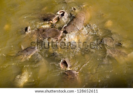Hungry catfish swimming over each other with their mouths open to eat food being thrown on a lake in Chiang Mai, Thailand.