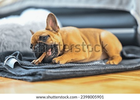 Similar – Image, Stock Photo cute brown french bulldog sitting on the bed at home and looking at the camera. Funny dog listening to music on white headset. Pets indoors and lifestyle. Technology and music