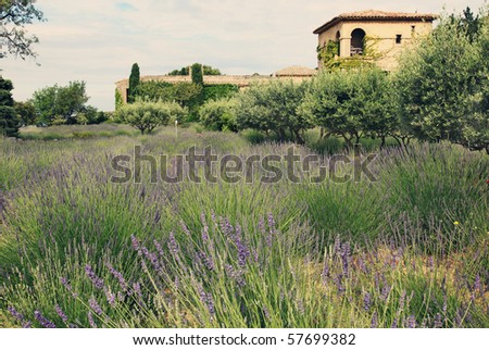 lavender field surrounded by olive trees in the countryside in Provence, France