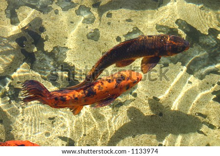 Two fish underwater, mexico