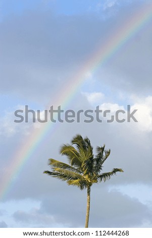 Top of one palm tree with rainbow arching over it through cloudy sky