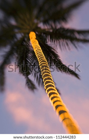 Electric lights wrapped around palm tree trunk in the fading light of dusk